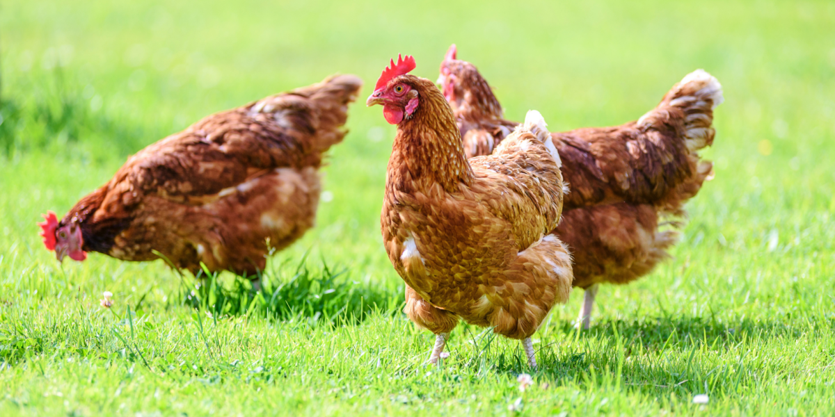 China suspende importaciones de aves de corral desde Chile, pero SAG afirma que el país ya había autosuspendido exportaciones