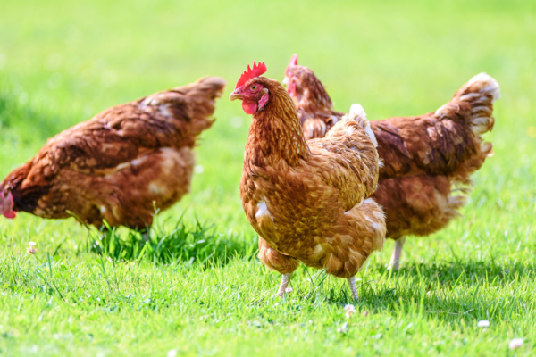 China suspende importaciones de aves de corral desde Chile, pero SAG afirma que el país ya había autosuspendido exportaciones