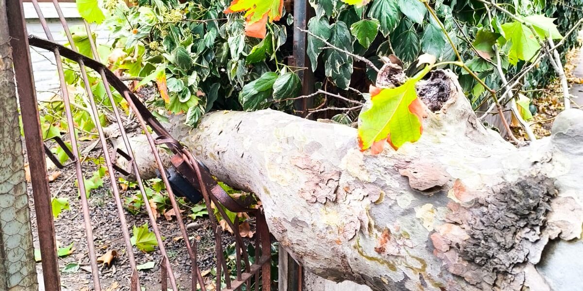 Vecinos de Avenida Los Carrera Denuncian Abandono y Peligro latente por Árboles sin Mantención