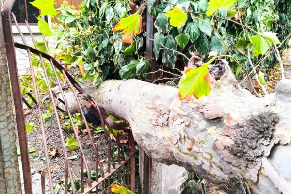 Vecinos de Avenida Los Carrera Denuncian Abandono y Peligro latente por Árboles sin Mantención