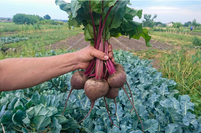 Fin de la remolacha chilena abre crisis en el agro: productores advierten impacto económico y alimentario