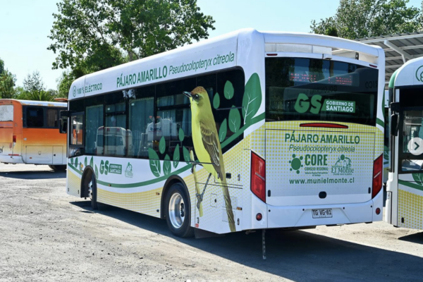 Corte rechaza recurso que buscaba suspender los buses municipales gratuitos de El Monte