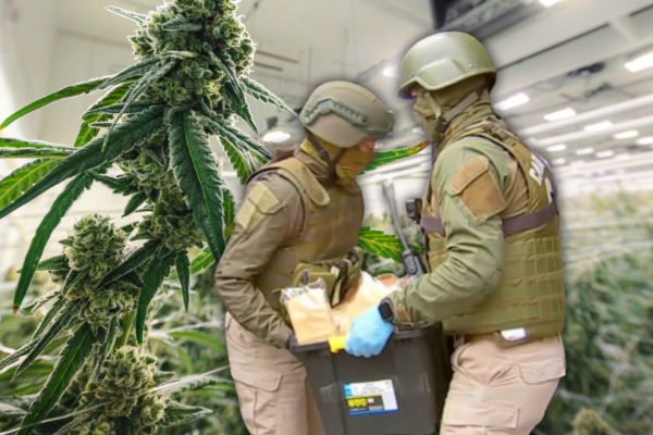 Operación Imperio de Ámsterdam: megaoperativo investiga red que habría usado fachada medicinal para traficar cannabis